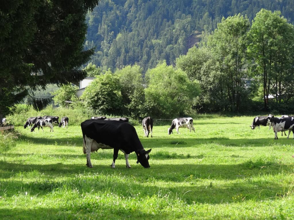 Holzblockhaeuser Fam. Schabus Hermagor-Pressegger See Exteriör bild